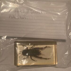 Tobacco Cricket - Pakistan